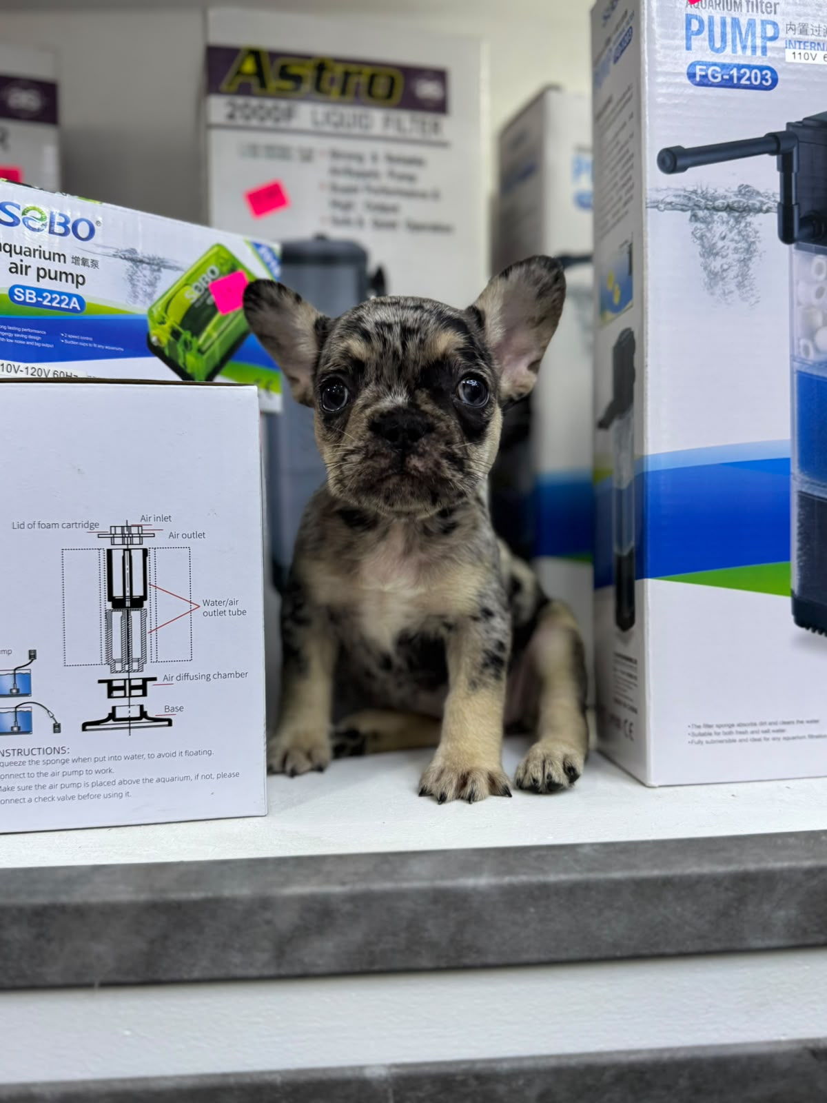 OFERTA CACHORRO BULLDOG FRANCES HEMBRA EN SANTO DOMINGO Y VACUNA AL DI Foto 7318148-2.jpg