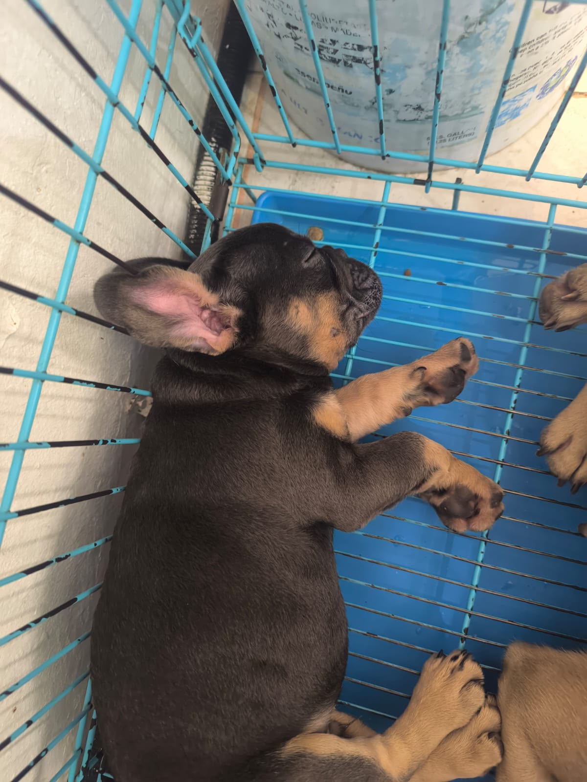 OFERTA CACHORRO BULLDOG FRANCES MACHO CON SU VACUNA AL DIA EN PUNTA CA Foto 7318275-2.jpg