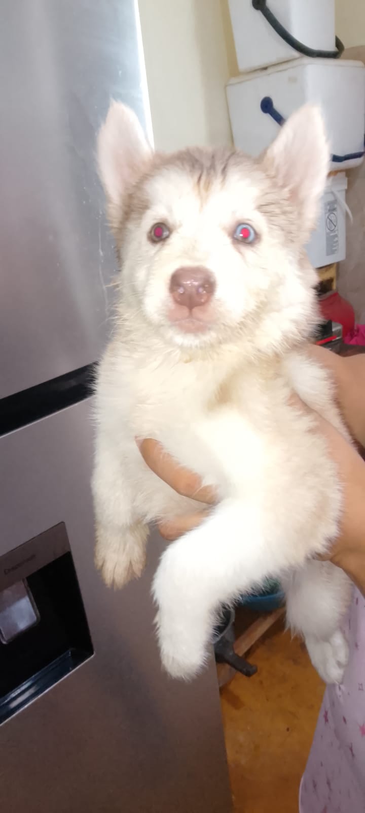 OFERTA CACHORRO HUSKY HEMBRA EN SANTO DOMINGO Y VACUNA AL DIA  Foto 7318276-1.jpg