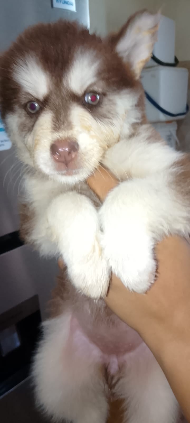 OFERTA CACHORRO HUSKY HEMBRA EN SANTO DOMINGO Y VACUNA AL DIA  Foto 7318276-3.jpg