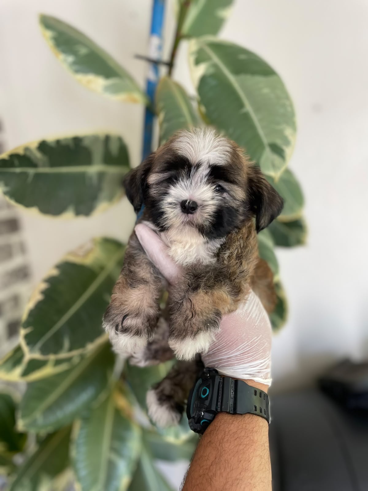 OFERTA CACHORRO SHIPOO AMBOS SEXO EN SANTO DOMINGO Y VACUNA AL DIA  Foto 7318277-1.jpg