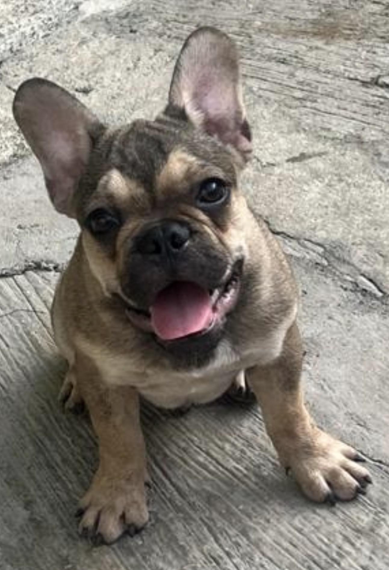Hermoso cachorro Bulldog Frances Foto 7318401-1.jpg