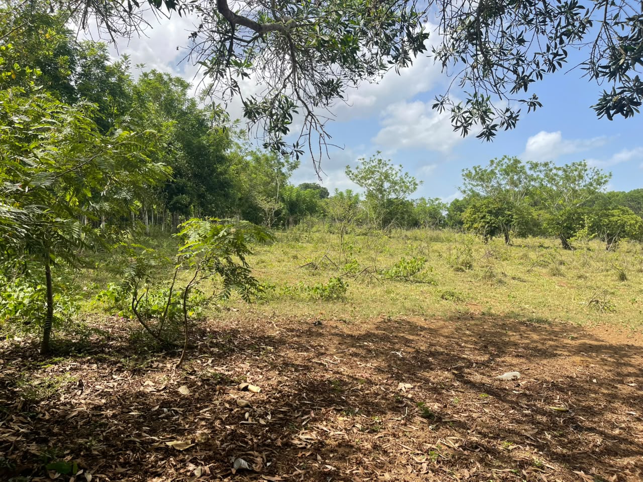 Vendo Finca GANADERA – AGRICOLA de 135 tareas en DON JUAN MONTE PLATA Foto 7318742-12.jpg