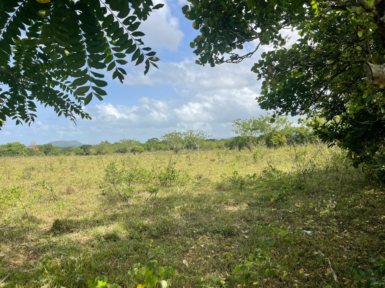 Vendo Finca GANADERA – AGRICOLA de 135 tareas en DON JUAN MONTE PLATA Foto 7318742-2.jpg