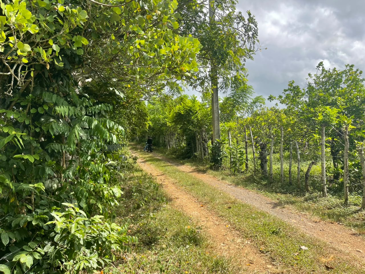 Vendo Finca GANADERA – AGRICOLA de 135 tareas en DON JUAN MONTE PLATA Foto 7318742-5.jpg