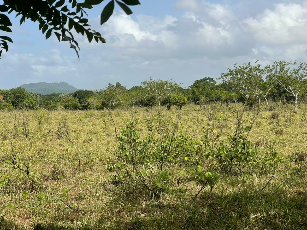 Vendo Finca GANADERA – AGRICOLA de 135 tareas en DON JUAN MONTE PLATA Foto 7318742-8.jpg