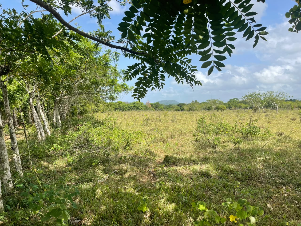 Vendo Finca GANADERA – AGRICOLA de 135 tareas en DON JUAN MONTE PLATA Foto 7318742-9.jpg