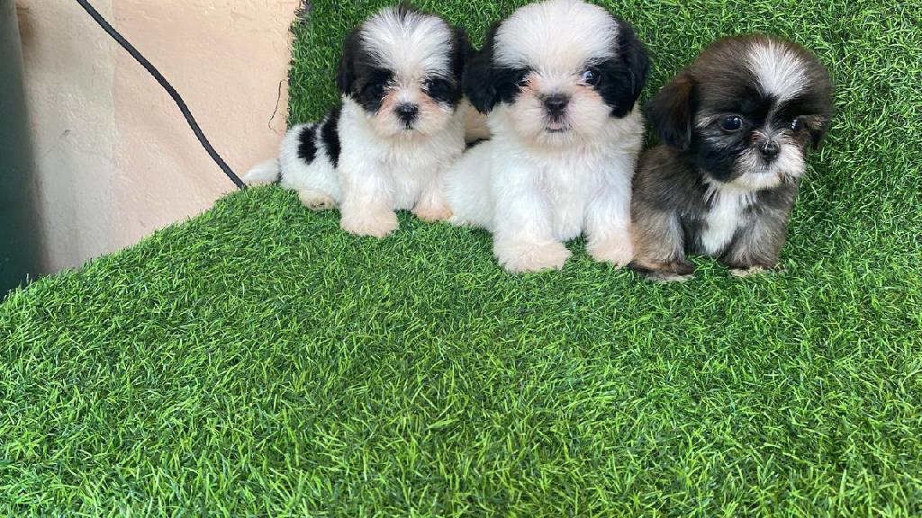 OFERTA CACHORRO SHIH TZU HEMBRA EN SANTO DOMINGO Y VACUNADOS  Foto 7318761-1.jpg