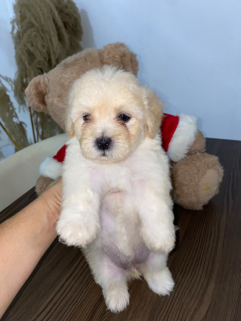 OFERTA CACHORRO MALTIPOO AMBOS SEXO EN SANTO DOMINGO Y VACUNA AL DIA  Foto 7318762-2.jpg