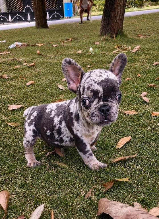 OFERTA CACHORRO BULLDOG FRANCES MACHO CON SU VACUNA AL DIA EN SANTO DO Foto 7318764-1.jpg