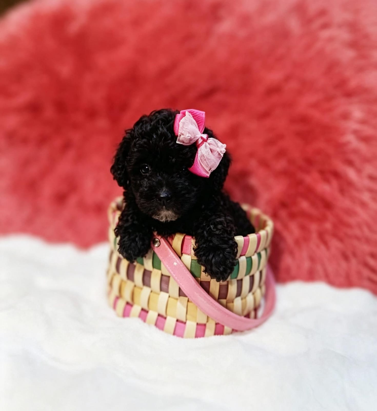 OFERTA CACHORRO POODLE CANICHE HEMBRA EN SANTO DOMINGO Y VACUNA AL DIA Foto 7318766-1.jpg