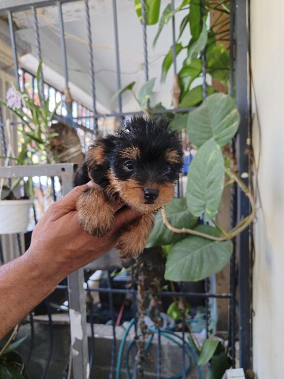 Cachorrito Yorkshire Terrier Foto 7318770-1.jpg
