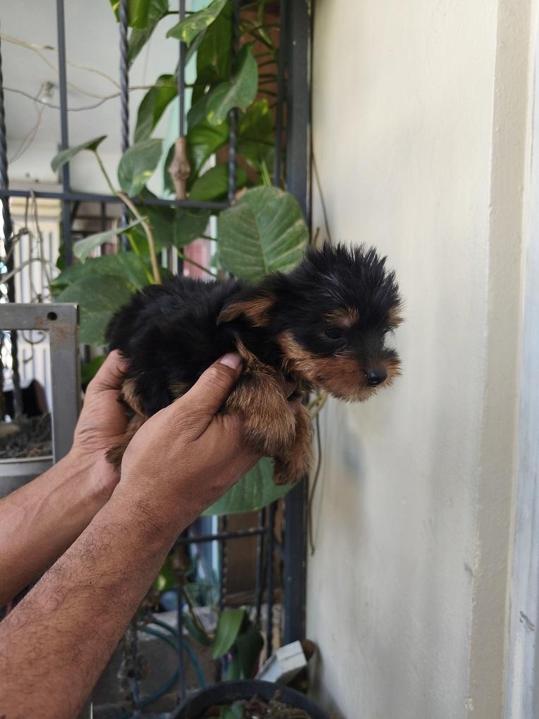 Cachorrito Yorkshire Terrier Foto 7318770-2.jpg