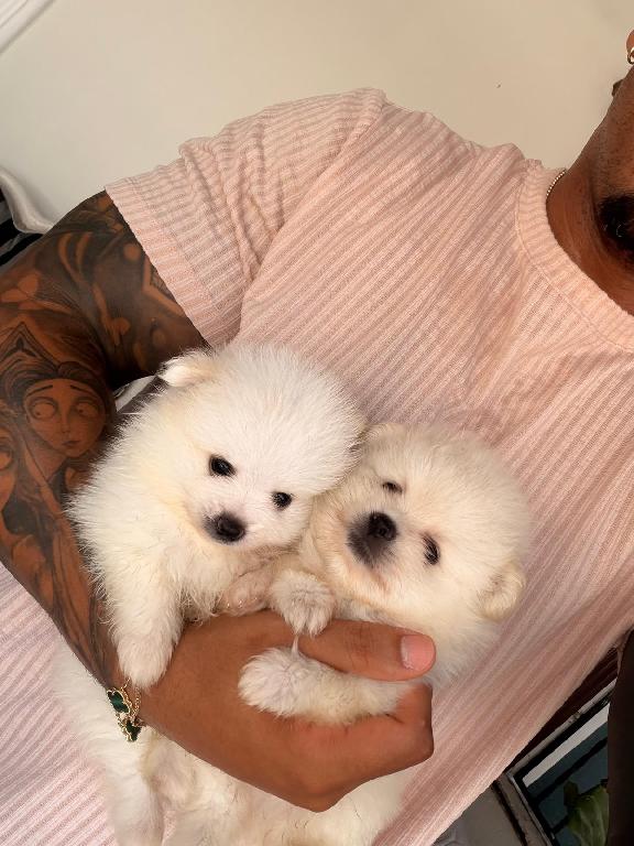 OFERTA CACHORRO POMERANIA MACHO EN SANTO DOMINGO Y VACUNADA Foto 7318778-1.jpg
