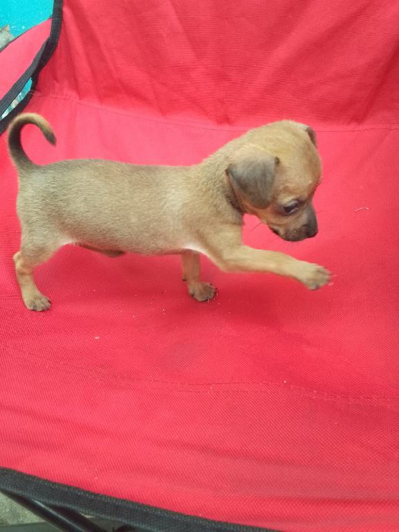 OFERTA CACHORRO CHIHUAHUA HEMBRA EN SANTO DOMINGO Y VACUNA AL DIA  Foto 7318785-1.jpg