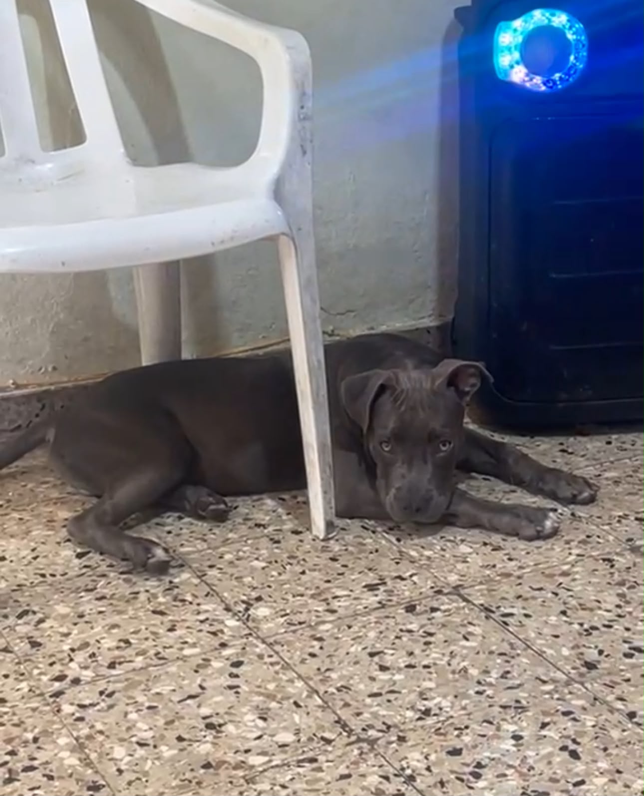 OFERTA CACHORRO PITBULL MACHO EN SANTO DOMINGO Y VACUNA AL DIA  Foto 7318786-2.jpg