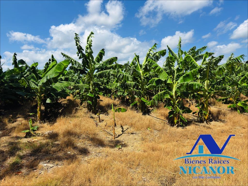 Finca sembrada de platanos en ventas Foto 7318895-1.jpg