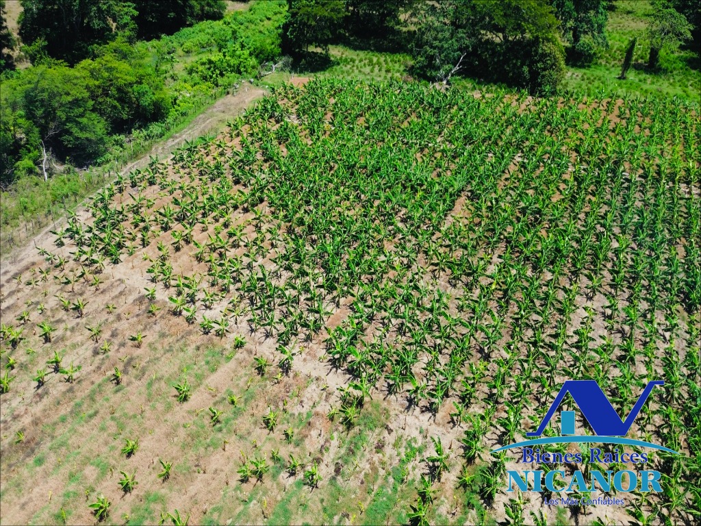 Finca sembrada de platanos en ventas Foto 7318895-11.jpg