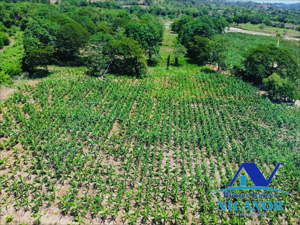Finca sembrada de platanos en ventas Foto 7318895-12.jpg