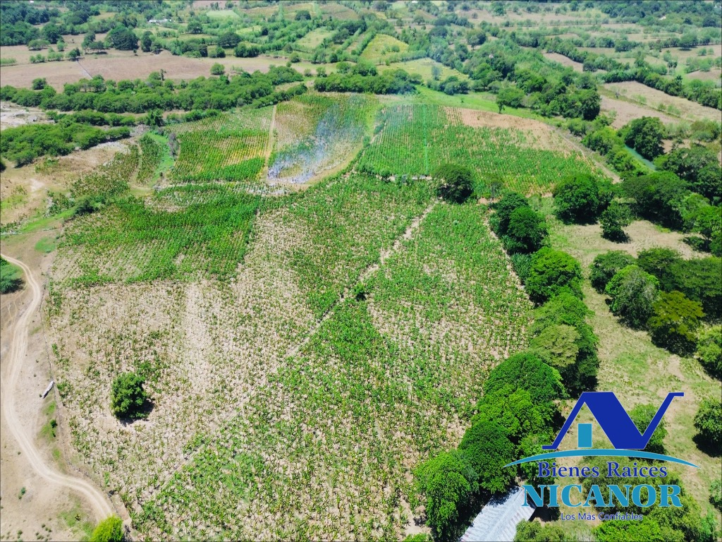 Finca sembrada de platanos en ventas Foto 7318895-14.jpg