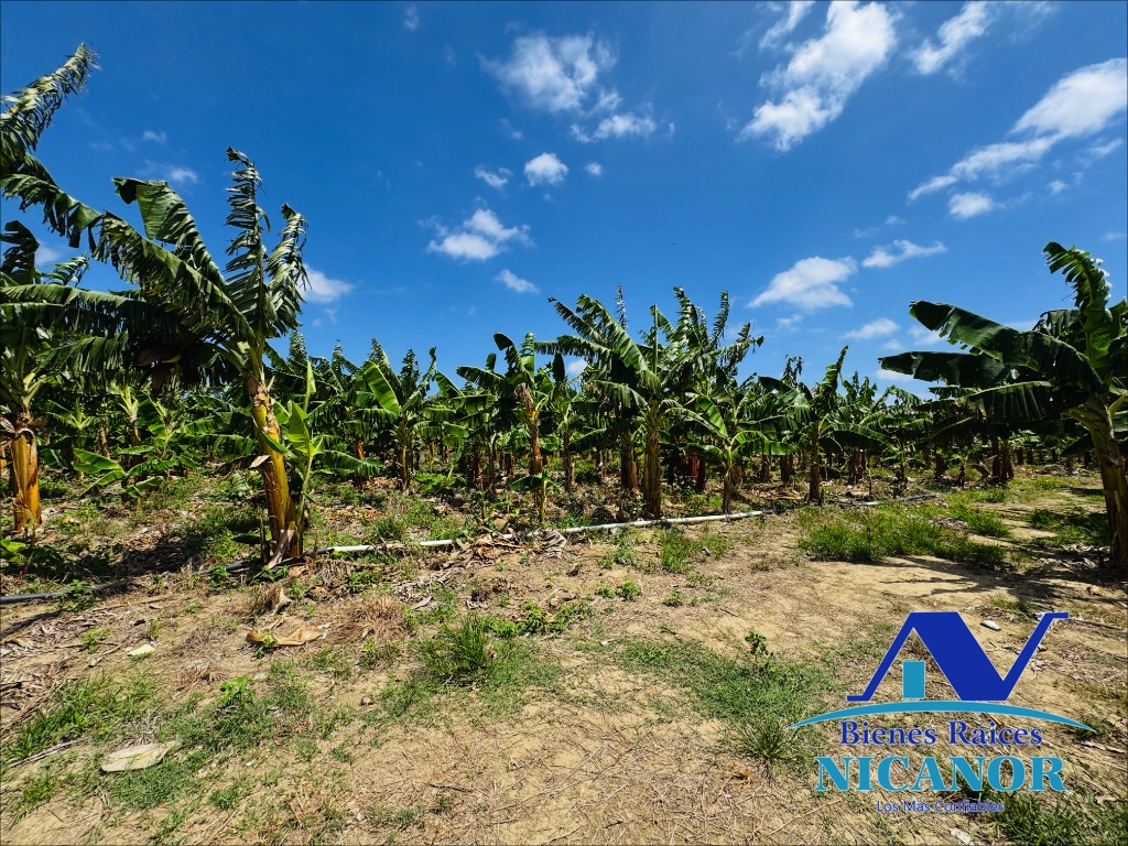 Finca sembrada de platanos en ventas Foto 7318895-3.jpg