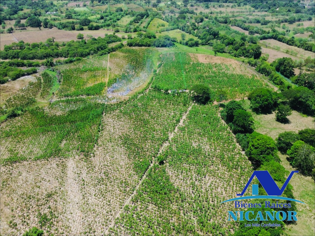 Finca sembrada de platanos en ventas Foto 7318895-5.jpg