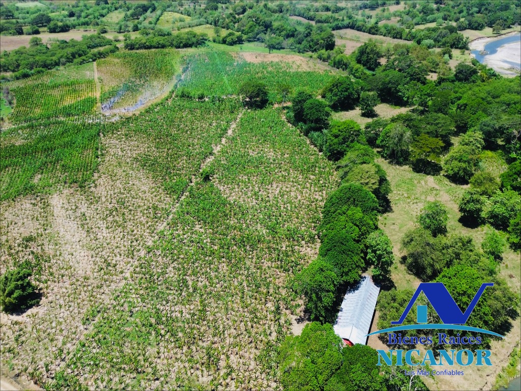 Finca sembrada de platanos en ventas Foto 7318895-9.jpg