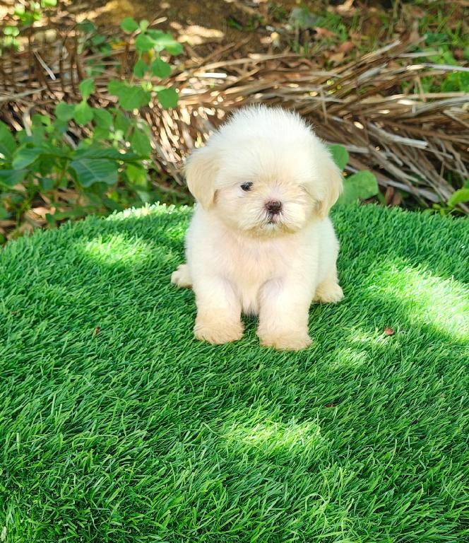 OFERTA CACHORRO SHIH TZU HEMBRA EN SANTO DOMINGO Y VACUNADOS  Foto 7319432-1.jpg