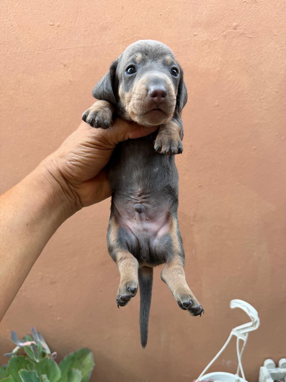 OFERTA CACHORRO SALCHICHA BLUE Y MERLE MACHO EN UBICADO EN SANTO DOMIN Foto 7319433-2.jpg