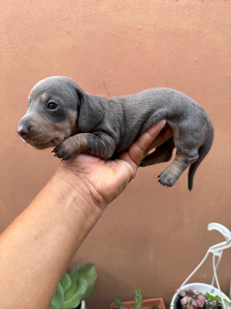 OFERTA CACHORRO SALCHICHA BLUE Y MERLE MACHO EN UBICADO EN SANTO DOMIN Foto 7319433-3.jpg