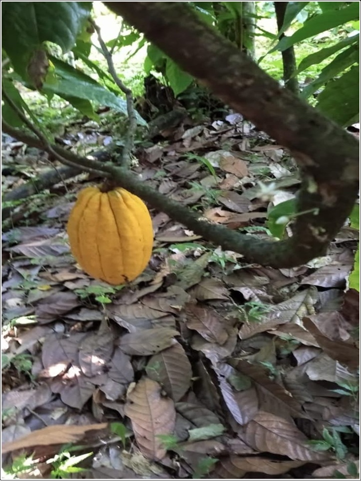 ULTIMA REBAJA en Finca de CACAO en PRODUCCION 112 tareas en El Valle d Foto 7319552-3.jpg