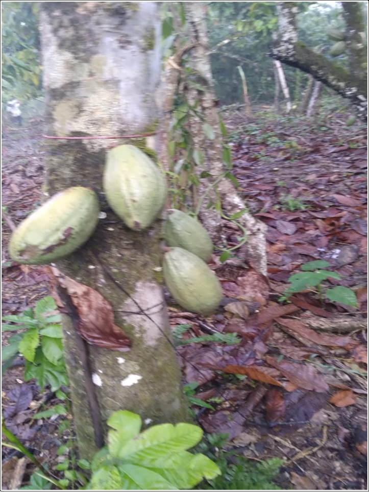 ULTIMA REBAJA en Finca de CACAO en PRODUCCION 112 tareas en El Valle d Foto 7319552-4.jpg