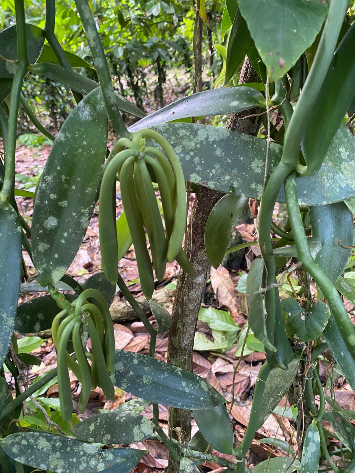 ULTIMA REBAJA en Finca de CACAO en PRODUCCION 112 tareas en El Valle d Foto 7319552-7.jpg
