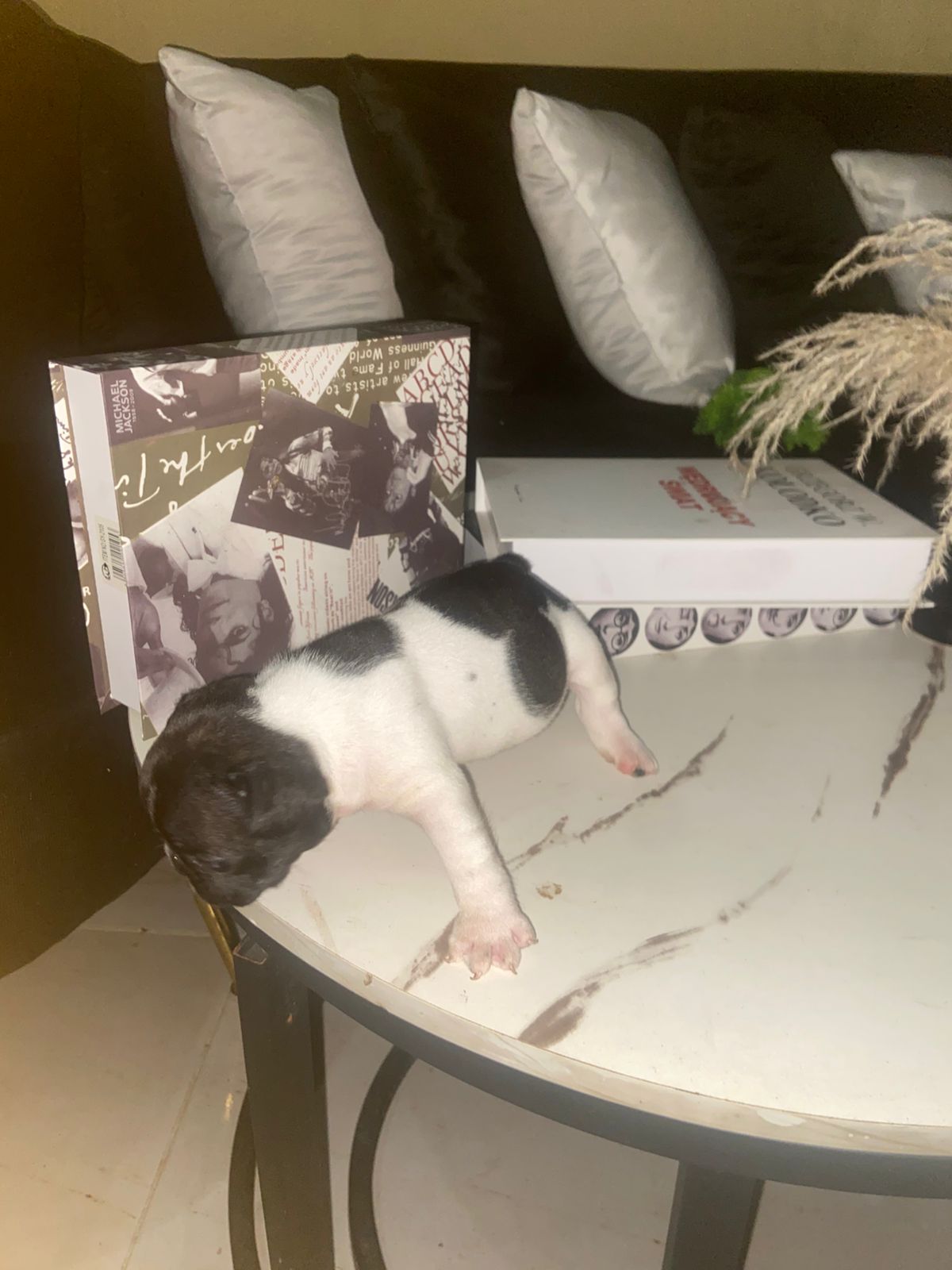 OFERTA CACHORRO BULLDOG FRANCES MACHO CON SU VACUNA AL DIA EN SANTO DO Foto 7319570-1.jpg