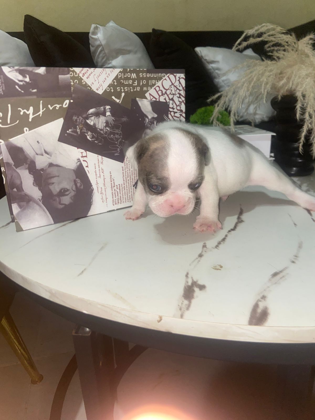 OFERTA CACHORRO BULLDOG FRANCES MACHO CON SU VACUNA AL DIA EN SANTO DO Foto 7319570-2.jpg