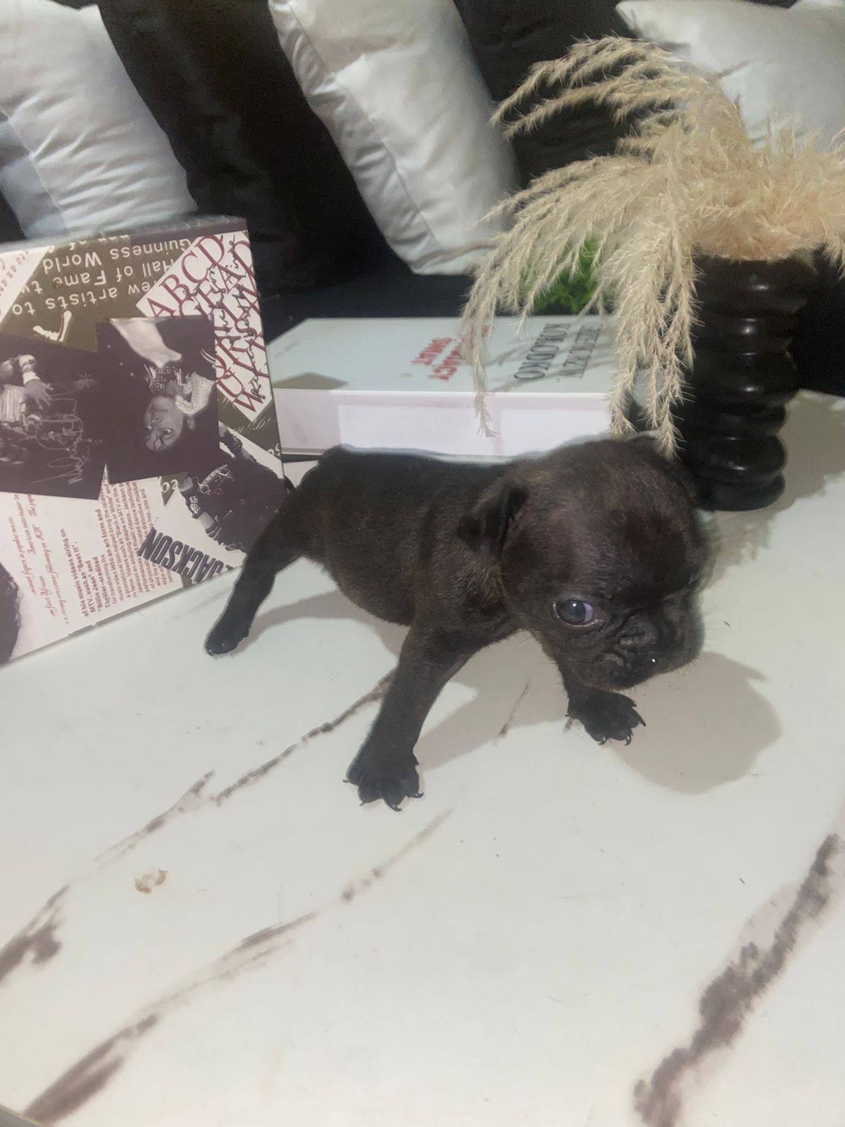 OFERTA CACHORRO BULLDOG FRANCES MACHO CON SU VACUNA AL DIA EN SANTO DO Foto 7319570-3.jpg