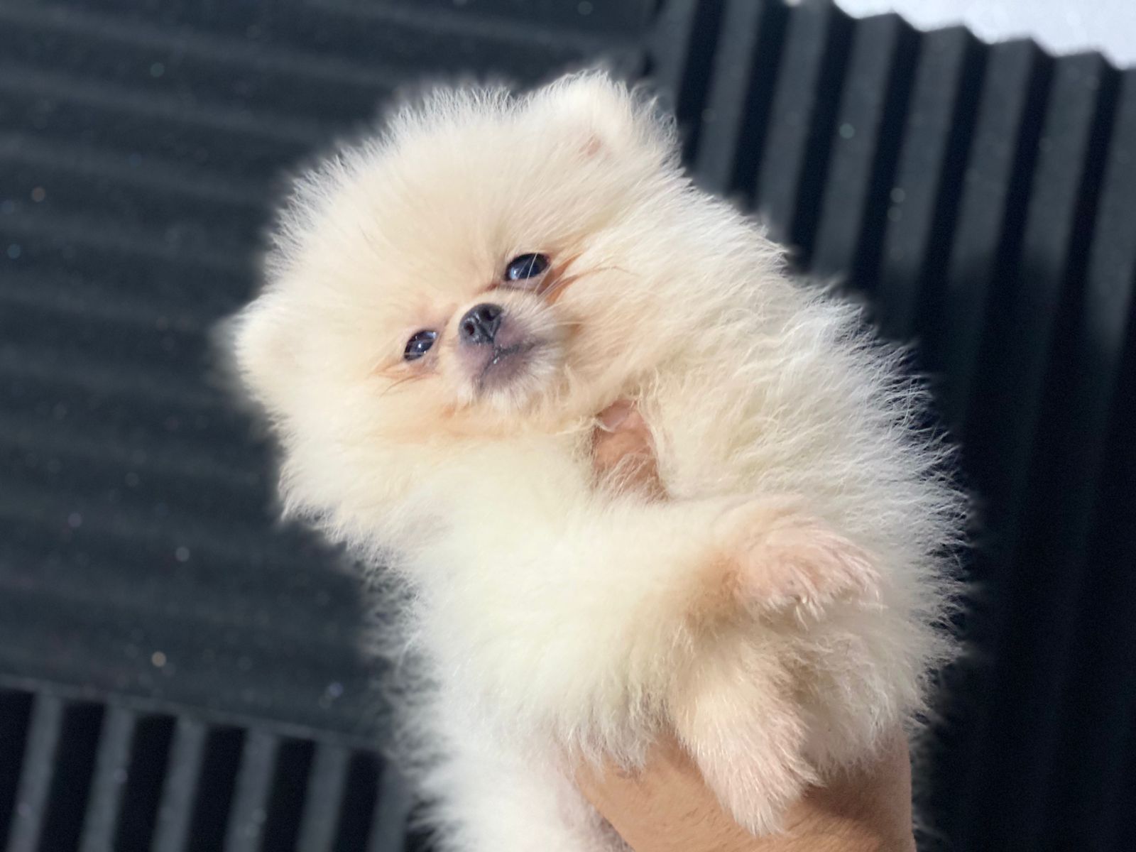 OFERTA CACHORRO POMERANIA HEMBRA EN SANTO DOMINGO Y VACUNADA Foto 7319572-2.jpg