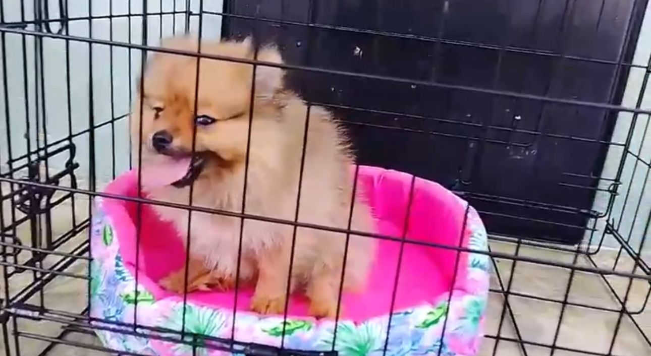 OFERTA CACHORRO POMERANIA HEMBRA EN SANTO DOMINGO Y VACUNADA Foto 7319573-1.jpg