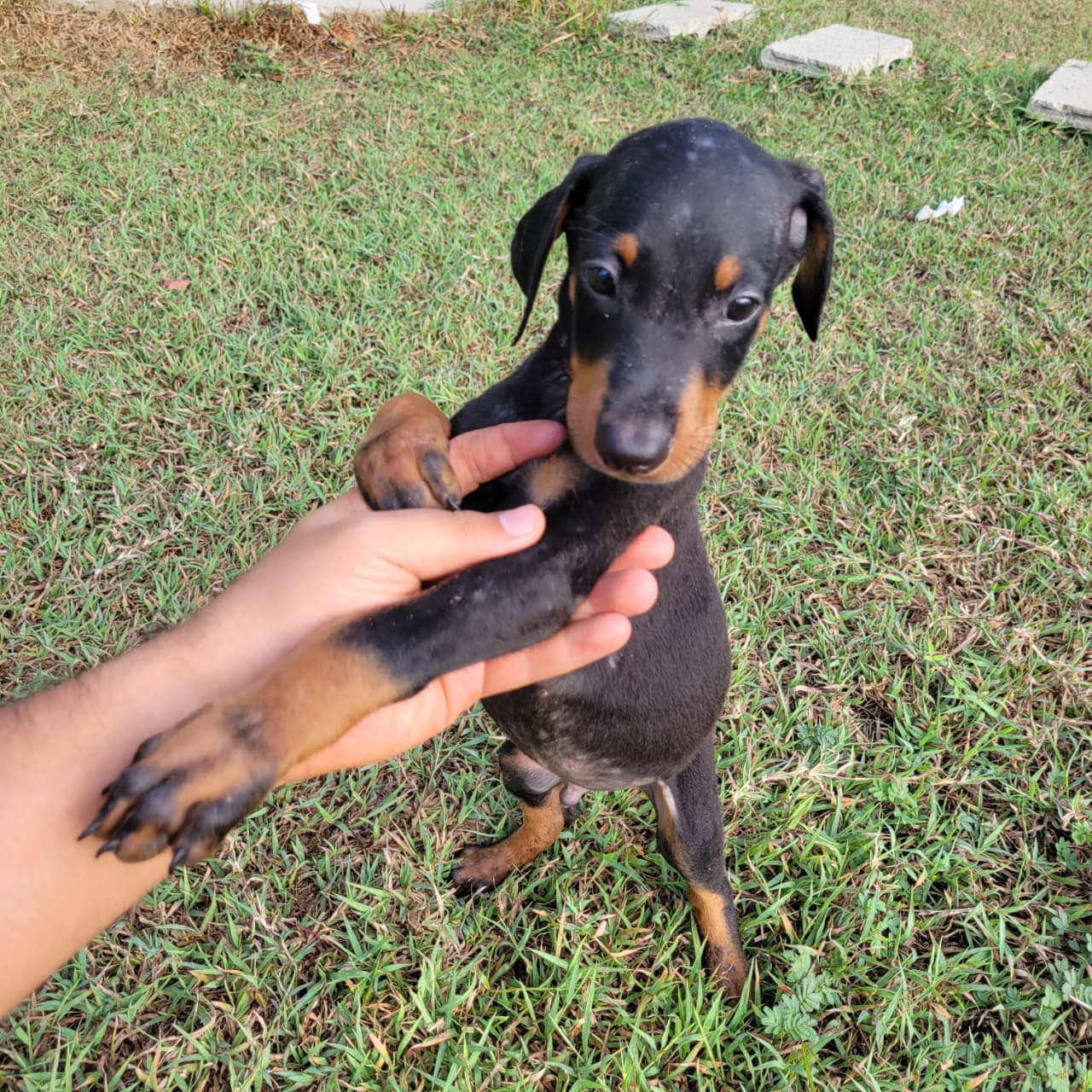 OFERTA CACHORRO DOBERMAN AMBOS SEXO EN SANTIAGO Y VACUNA AL DIA  Foto 7319575-2.jpg