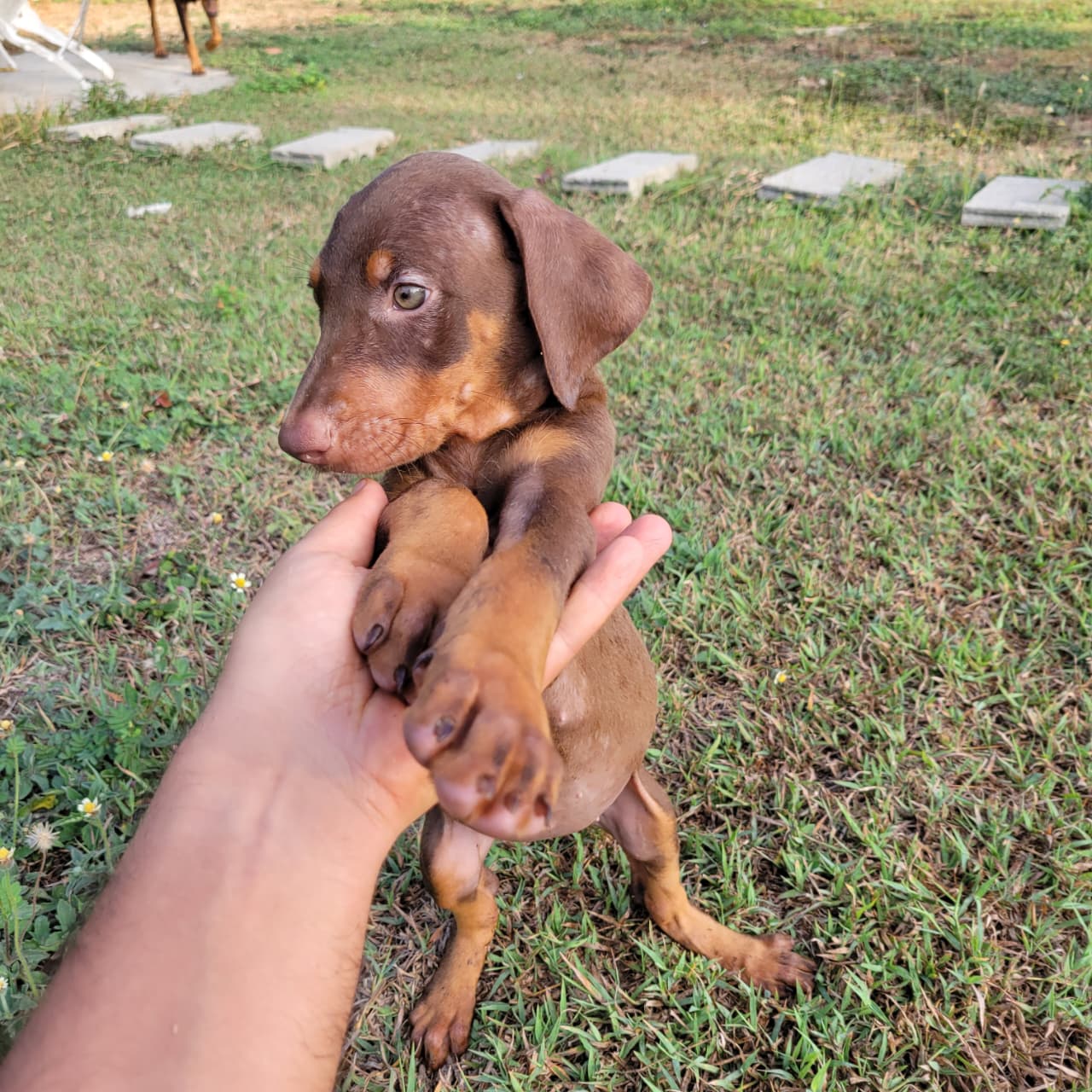 OFERTA CACHORRO DOBERMAN AMBOS SEXO EN SANTIAGO Y VACUNA AL DIA  Foto 7319575-4.jpg