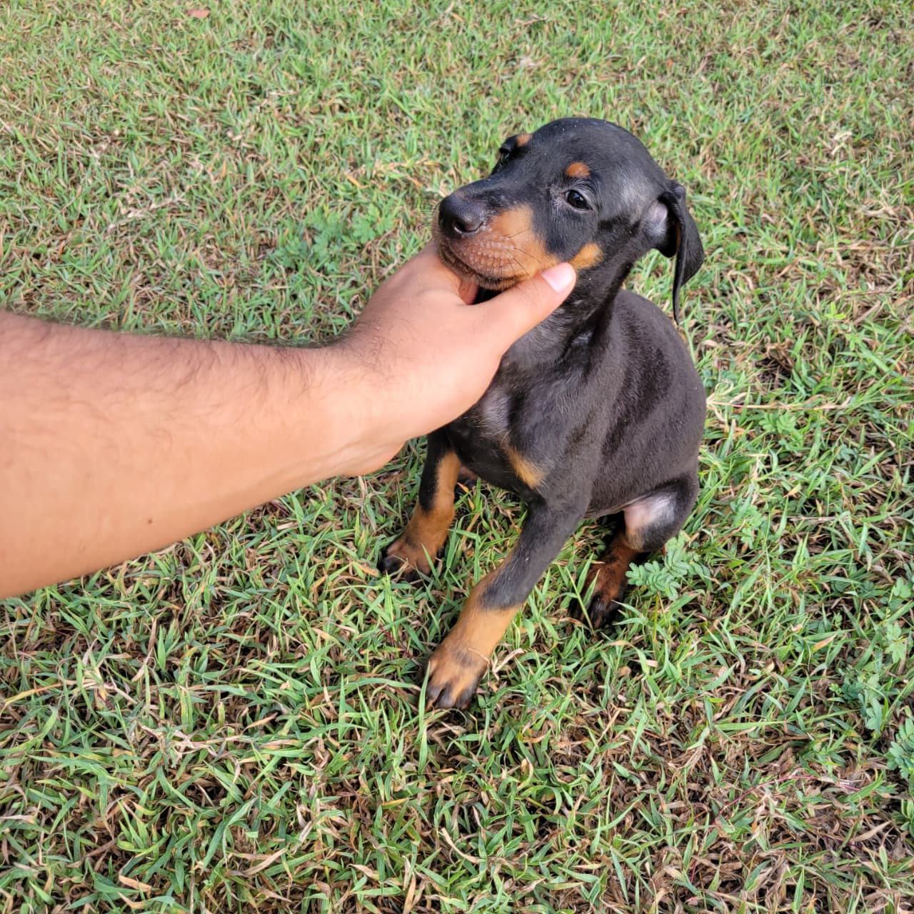 OFERTA CACHORRO DOBERMAN AMBOS SEXO EN SANTIAGO Y VACUNA AL DIA  Foto 7319575-5.jpg