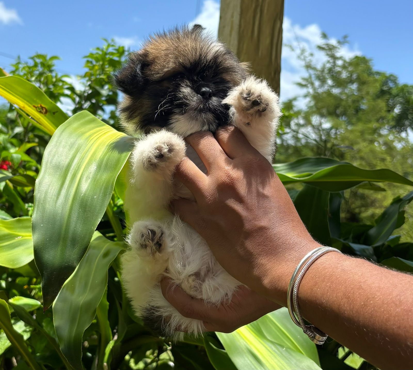 OFERTA CACHORRO SHIPOO HEMBRA EN SANTO DOMINGO Y VACUNA AL DIA  Foto 7319579-2.jpg