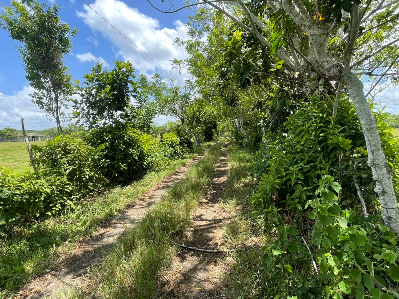 Vendo BELLA  Finca GANADERA CON SUS PASTOS 245 tareas en DON JUAN MONT Foto 7319615-14.jpg