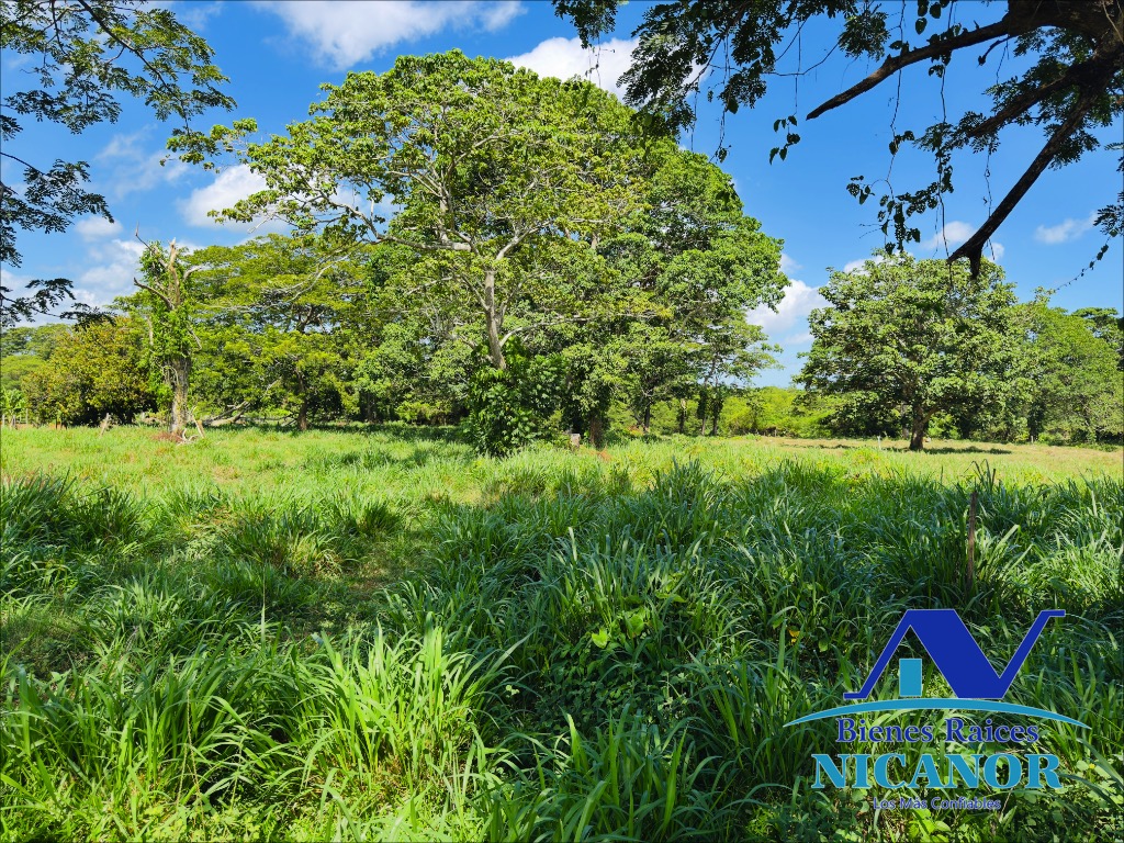 Finca Sembrada de platano en venta Foto 7319618-3.jpg