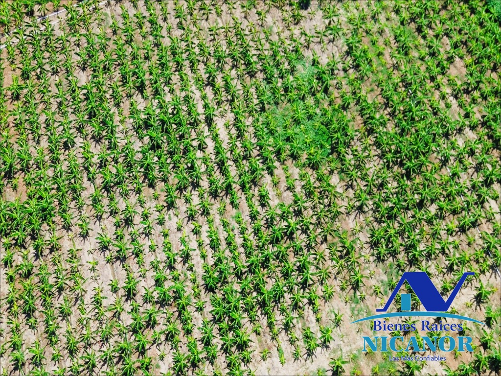 Finca Sembrada de platano en venta Foto 7319618-5.jpg