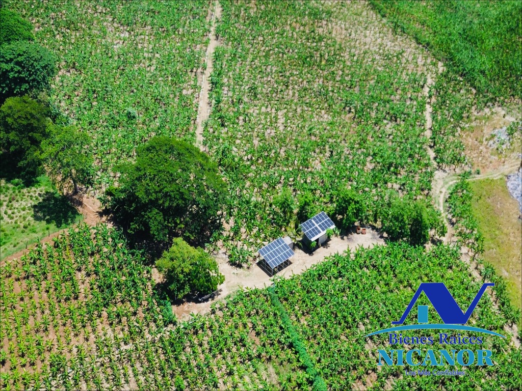 Finca Sembrada de platano en venta Foto 7319618-7.jpg