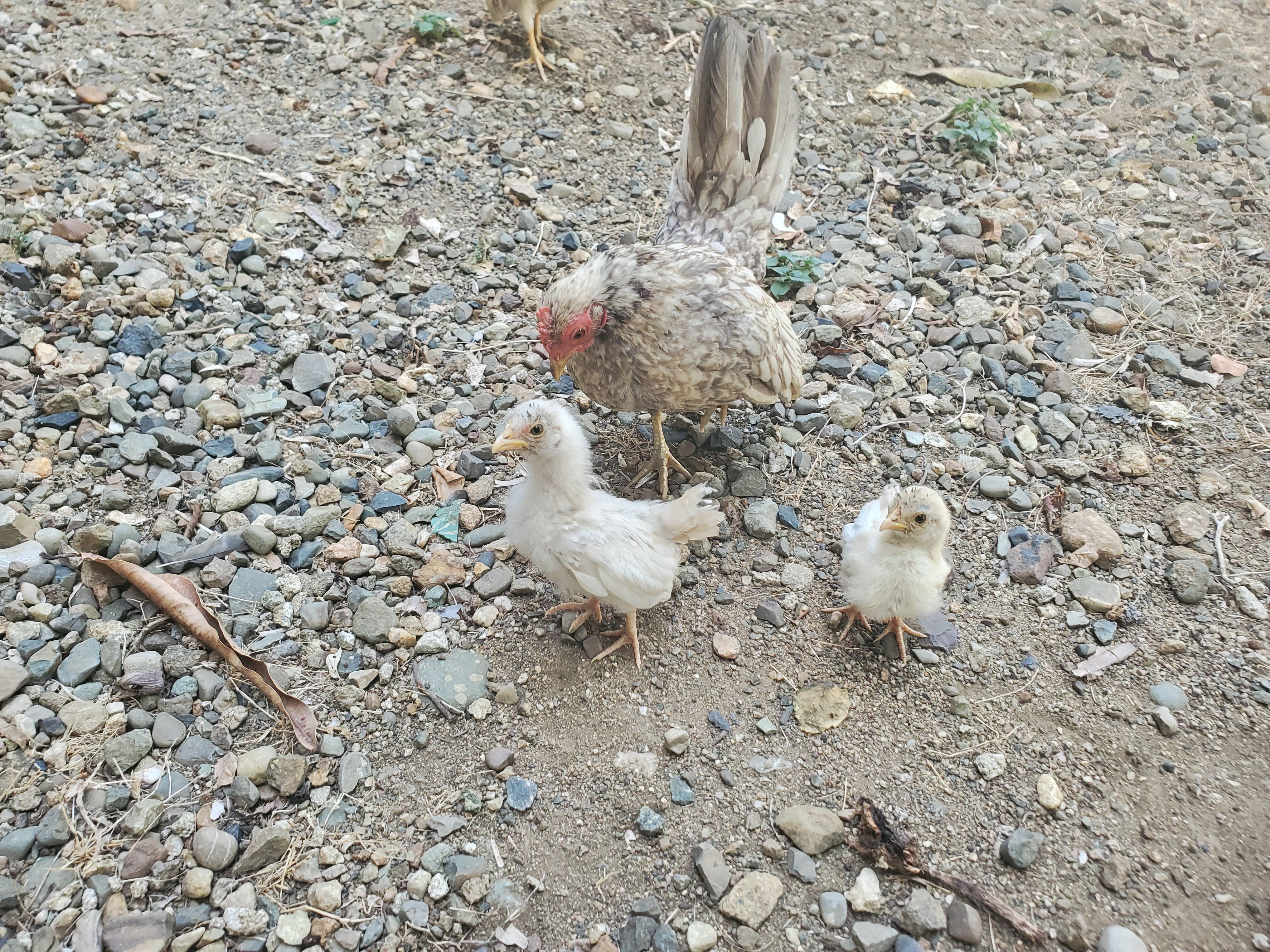 Pollos kikis serama malayos 100 puros Foto 7319744-7.jpg