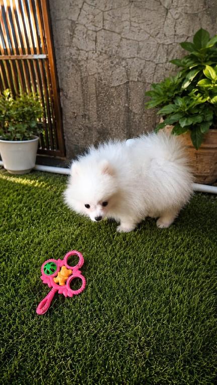 OFERTA CACHORRO POMERANIA MACHO EN SANTO DOMINGO Y VACUNADA Foto 7320422-1.jpg