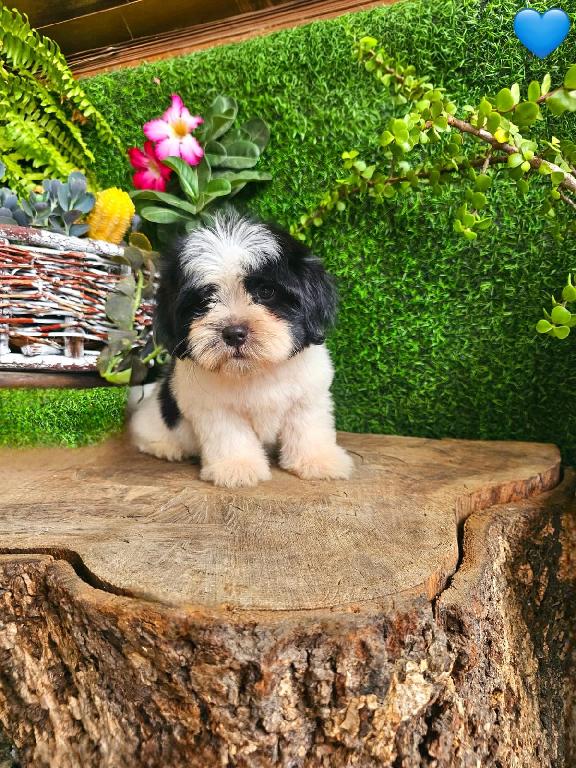 OFERTA CACHORRO SHIPOO MACHO EN SANTO DOMINGO Y VACUNA AL DIA  Foto 7320424-1.jpg