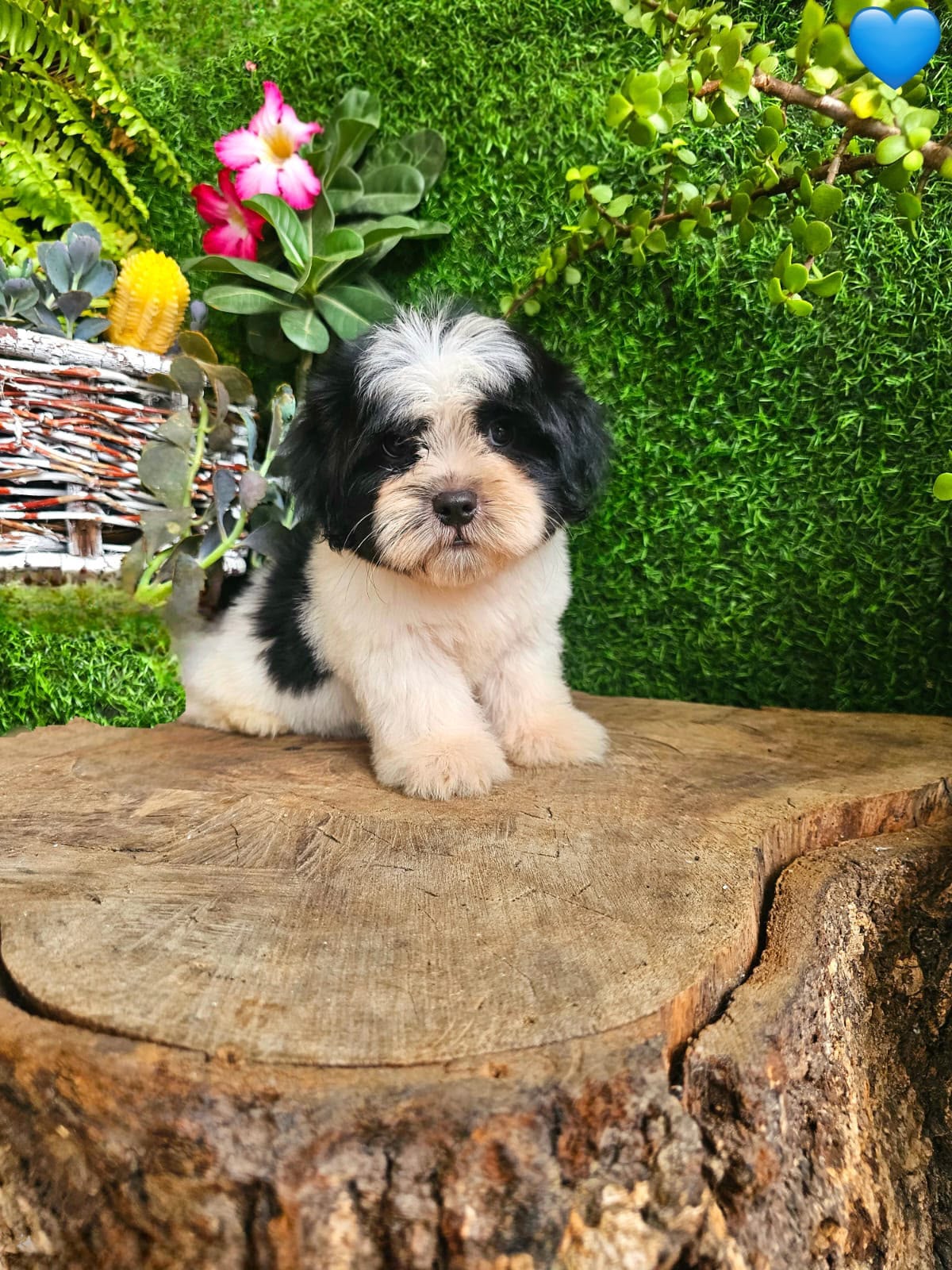 OFERTA CACHORRO SHIPOO MACHO EN SANTO DOMINGO Y VACUNA AL DIA  Foto 7320424-2.jpg